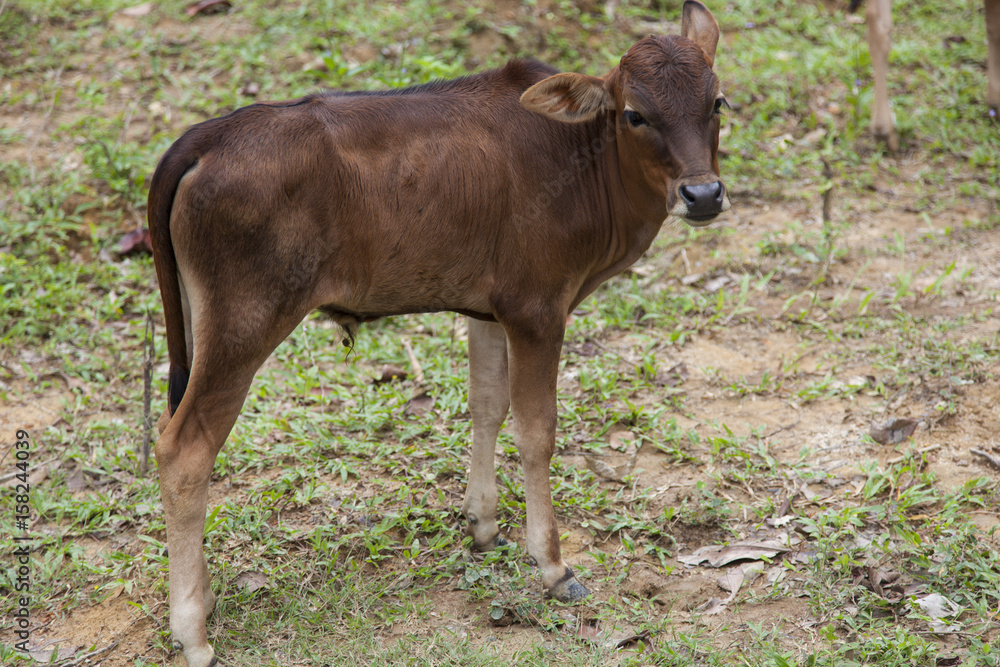 jung brown calf is looking into the camera