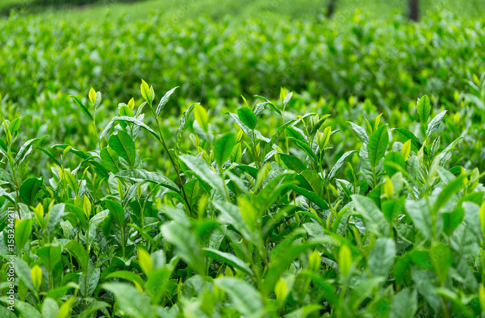 Fototapeta premium Fresh green Tea farm