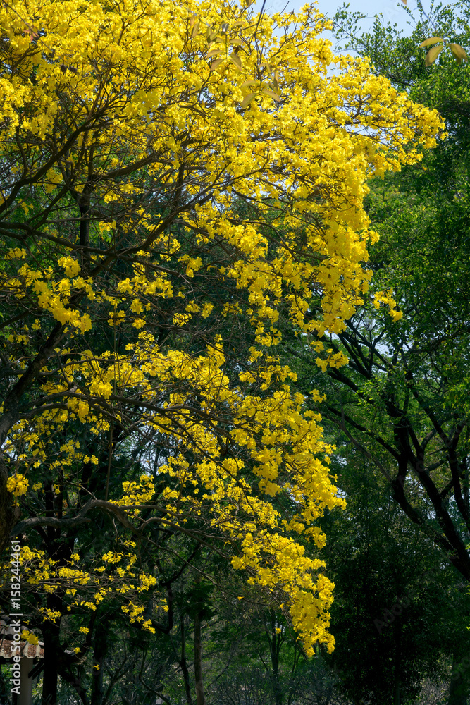 Yellow India tree with Yellow flowers