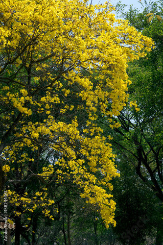 Yellow India tree with Yellow flowers