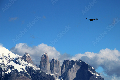 Andean condors fly in Parque Nacional Torres del Paine in Chile