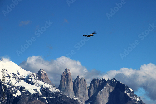 Andean condors fly in Parque Nacional Torres del Paine in Chile © reisegraf