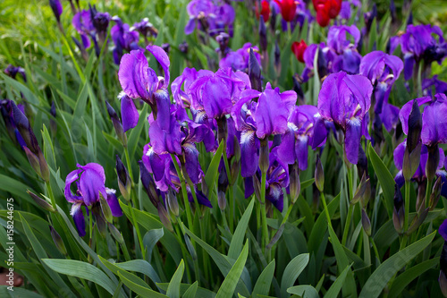 purple iris flowers growing