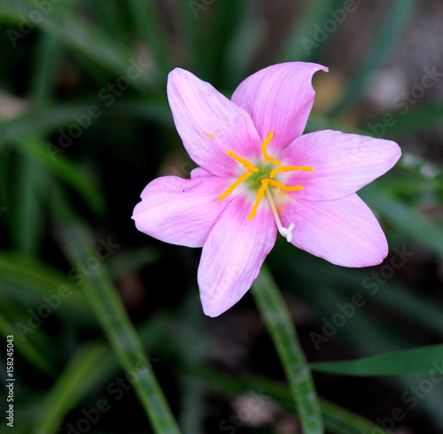 Pink Flower