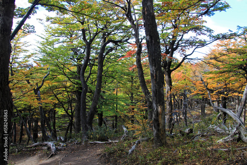 Fototapeta Naklejka Na Ścianę i Meble -  Golden forest trees near the Fitz Roy in autumn, El Chalten, Patagonia, Argentina