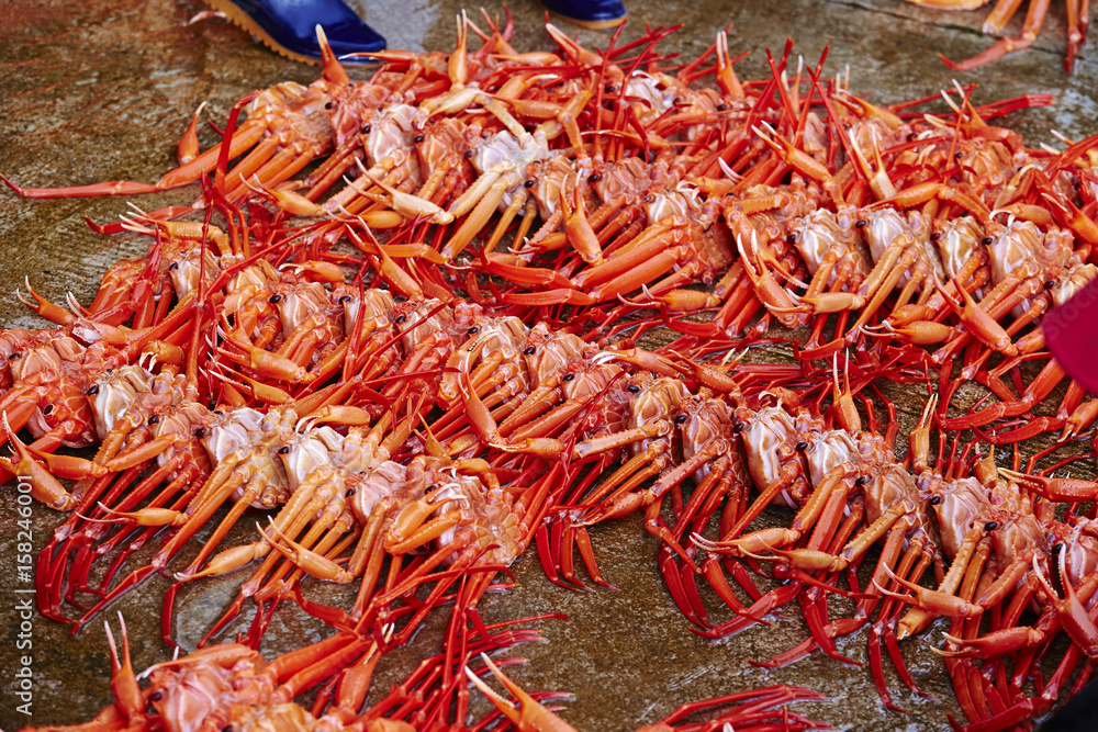 Fototapeta premium Red snow crab 