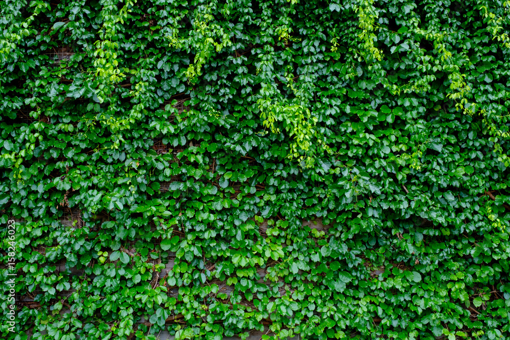 green ivy on wood background - obrazy, fototapety, plakaty 