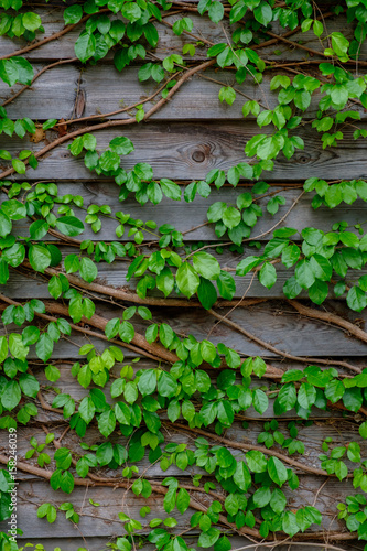 green ivy on wood background © piyagoon