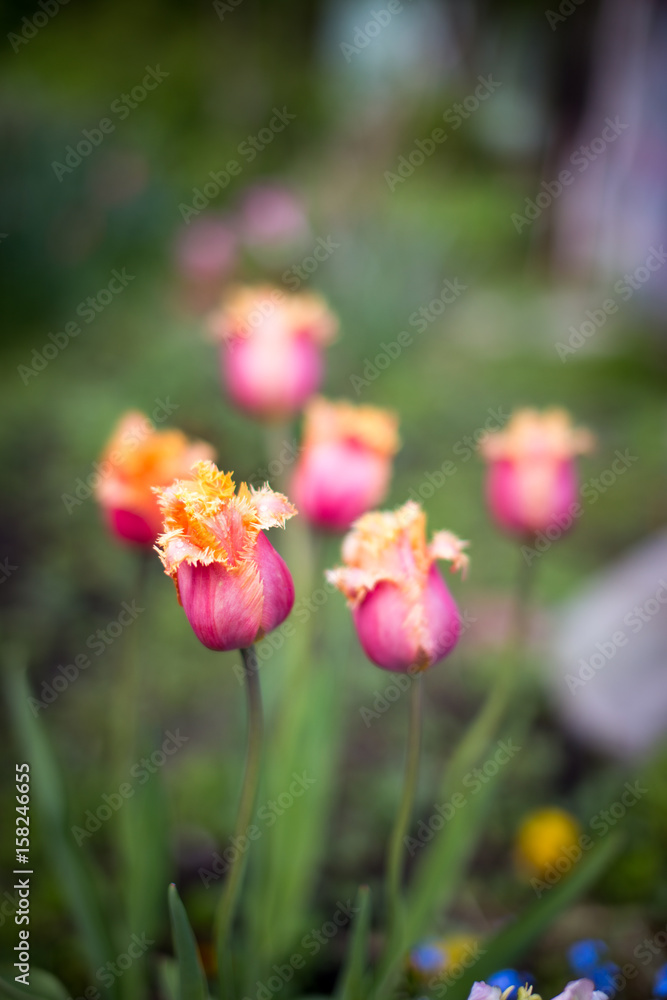Red-orange tulips