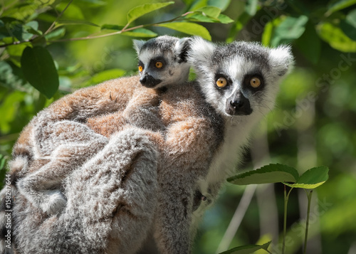 Portrait of an adult lemur katta (Lemur catta) with a cub on her back © ptashkan
