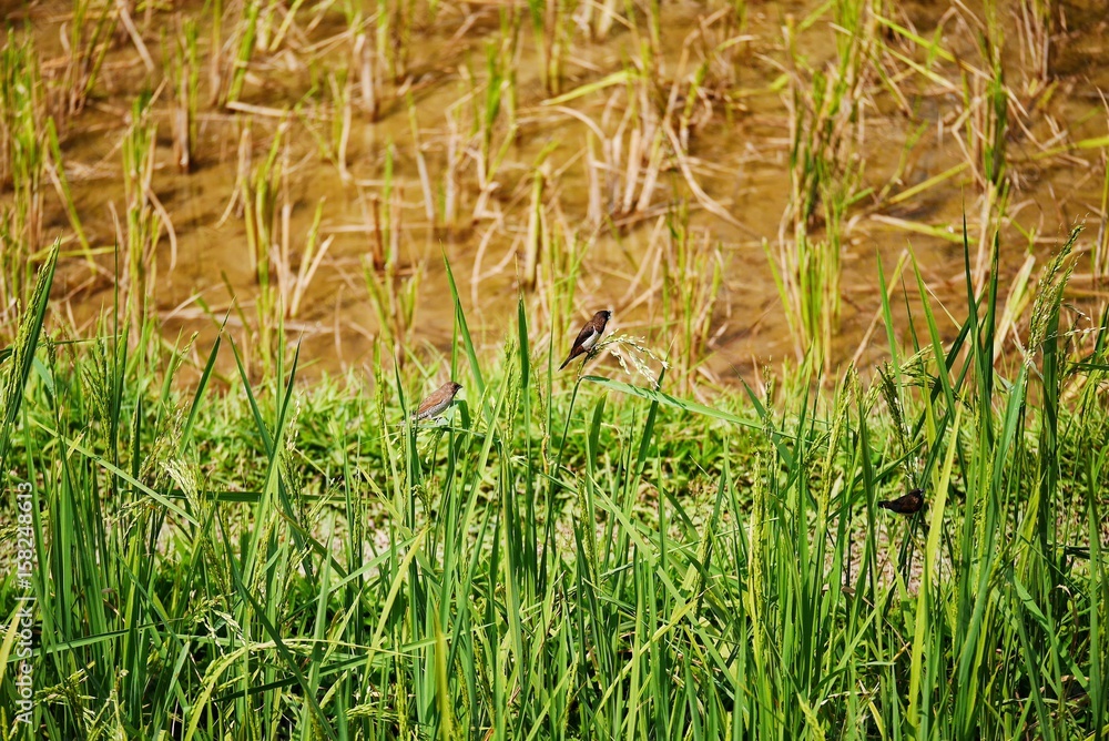 Birds on the rice in the field, Vangvieng, Laos Birds on the rice in the field, Vangvieng, Laos