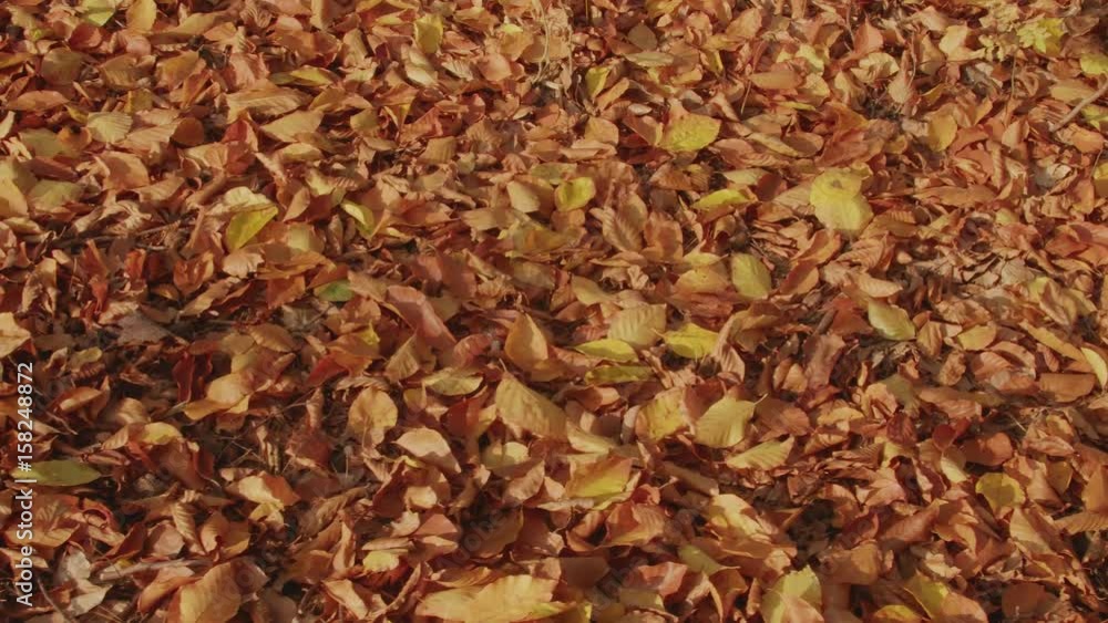 Easy camera ride over an autumnal leafy forest floor. There are leaves of a red beech. Easy camera ride over an autumnal leafy forest floor. There are leaves of a red beech.