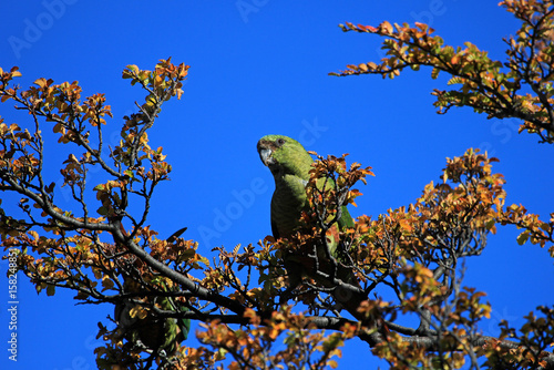 Austral Parakeet, Enicognathus Ferrugineus, on a tree near El Chalten, Patagonia, Argentina photo