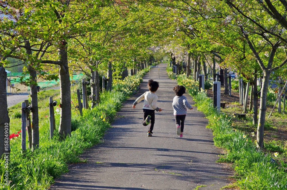 桜の咲く遊歩道を散歩する男女