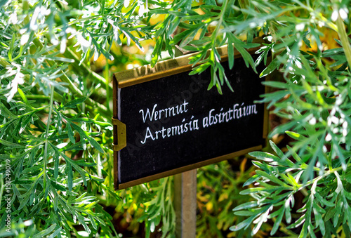 Wermutkraut ( Artemisia absinthium )