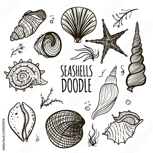 Set of seashells on white background. Hand drawn doodle seashells, starfish, seaweed and coral. Creative seashells of different type.