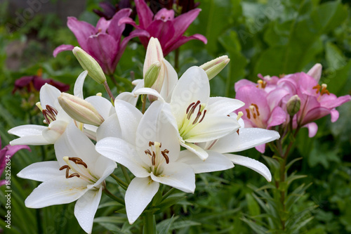 Fototapeta Naklejka Na Ścianę i Meble -  Цветущая розовая лилия в саду
