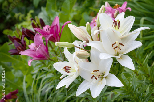 Fototapeta Naklejka Na Ścianę i Meble -  Цветущая розовая лилия в саду