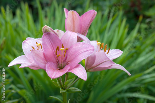 Fototapeta Naklejka Na Ścianę i Meble -  Цветущие розовые лилии в саду.