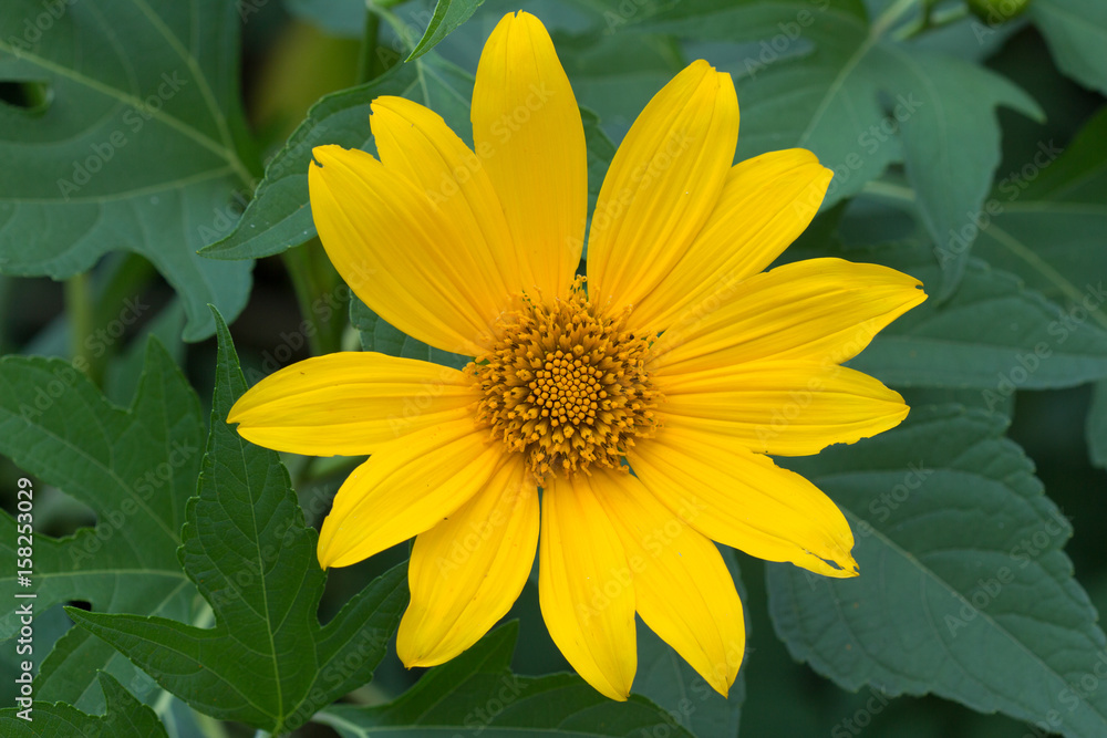 Flor Amarela Flor Amarela