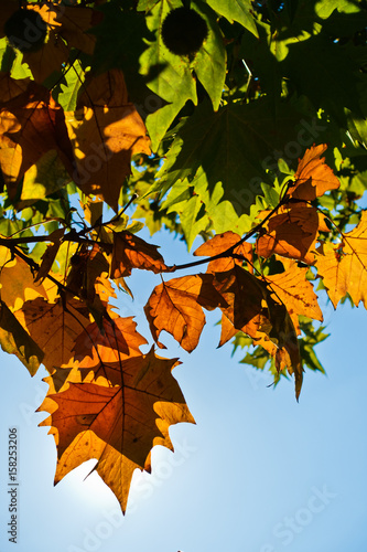 Yellow autumn leaves against blue sky on a sunny autumn day in Belgrade  Serbia