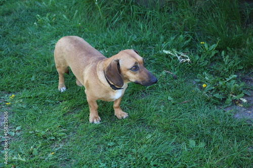 Dachshund dog in outdoor. © helga_sm