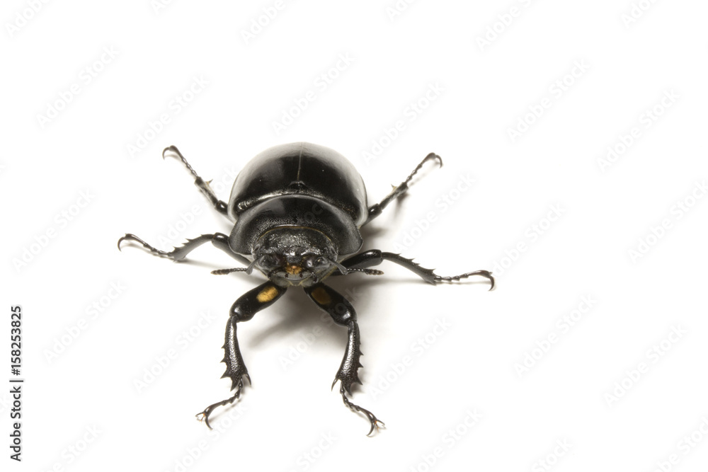 Fototapeta premium Close Up of a Female United Kingdom Stag Beetle