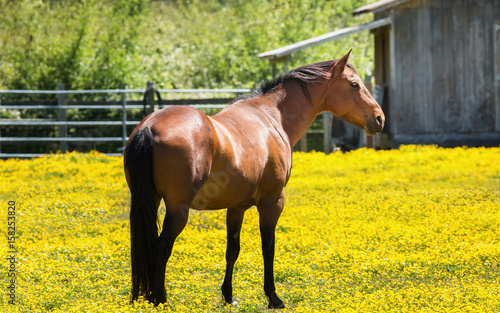 Horse at a Farm in Northern Californa