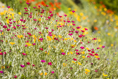 Garden detail with red, geen, yellow, pink and orange flowers