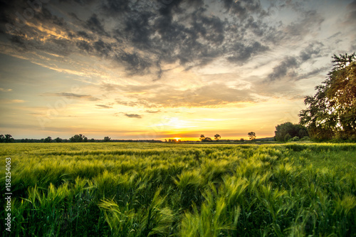 Corn field at sunrise with dark clouds