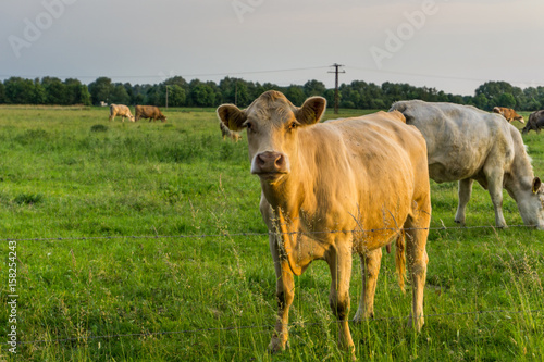 Fototapeta Naklejka Na Ścianę i Meble -  Cattle - cows on a pasture at sunrise