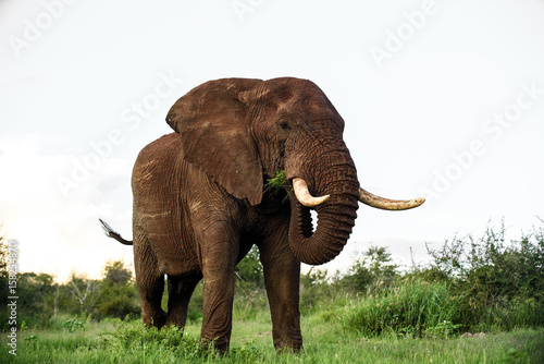 Huge Elephant bull
