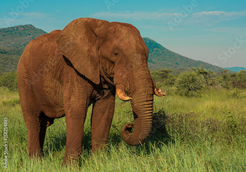 Big Elephant in Africa