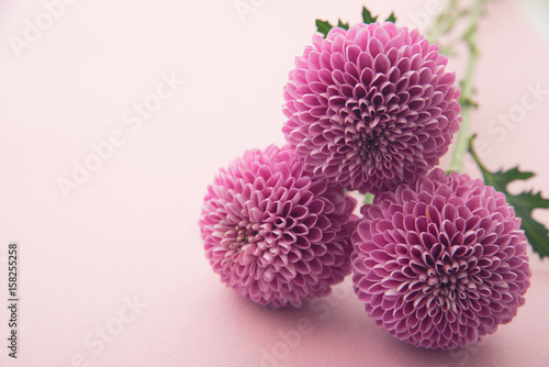 Fototapeta Naklejka Na Ścianę i Meble -  ポンポン菊