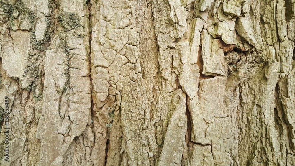 Close Up Of Tree Texture Close Up Of Tree Texture