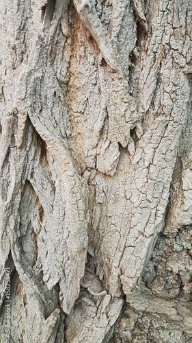 Close Up Of Tree Texture