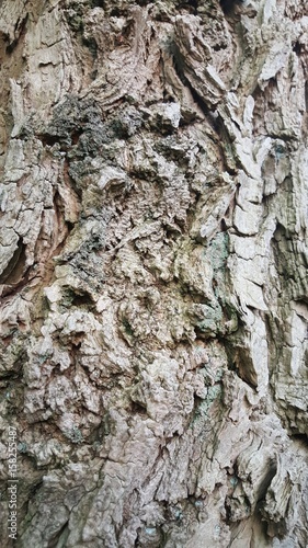 Close Up Of Tree Texture