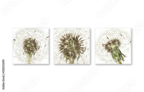 Three canvas set with  floral design pictures  interiors decor wallpaper