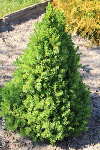 Canadian spruce conica