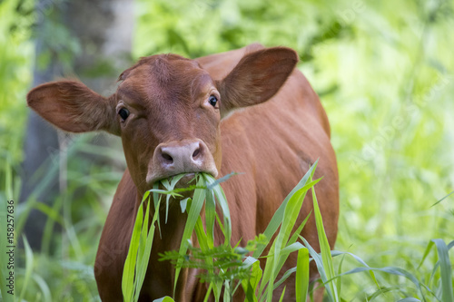 Image of brown cow is eating grass on nature background. Animal farm
