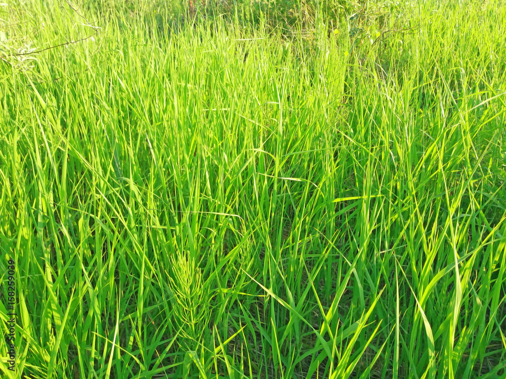 Obraz premium Sunny green grass