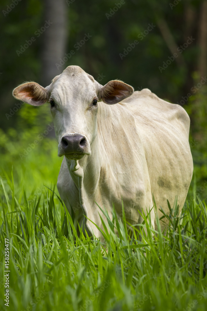 Image of white cow on nature background. Animal farm Image of white cow on nature background. Animal farm