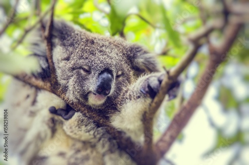 Fototapeta Naklejka Na Ścianę i Meble -  Sleeping koala on eucalyptus tree