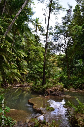 jungle in the philippines