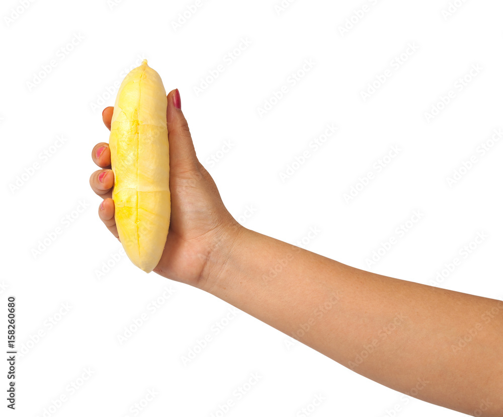 hand holdding freshness durian fruit on white background hand holdding freshness durian fruit on white background