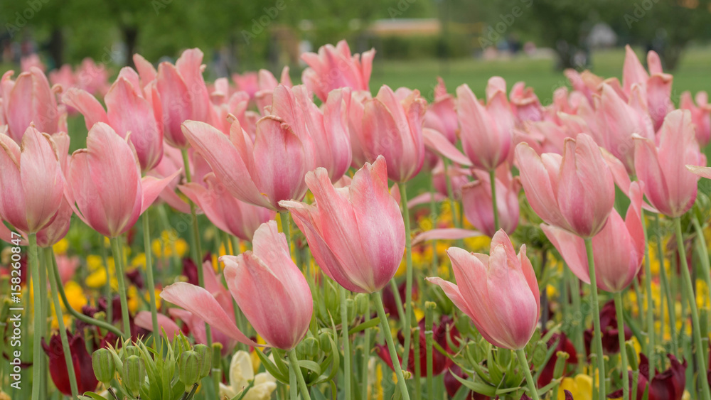 Fototapeta premium Im Gleichklang - in unison