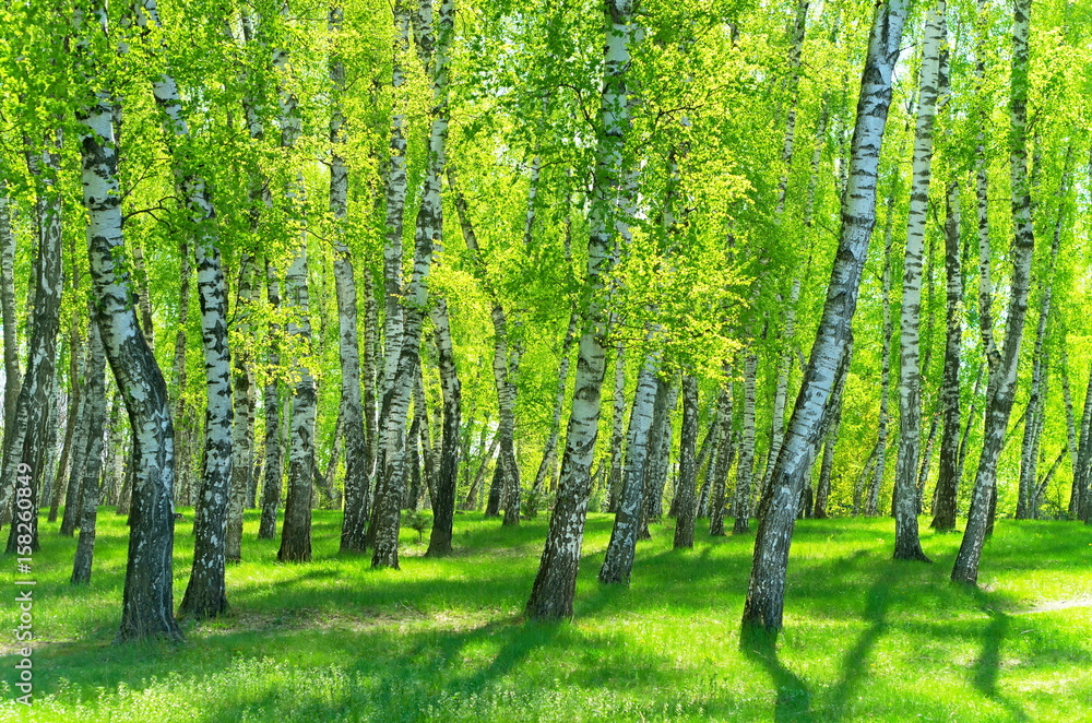 Fototapeta Brzozowy las w słoneczny dzień