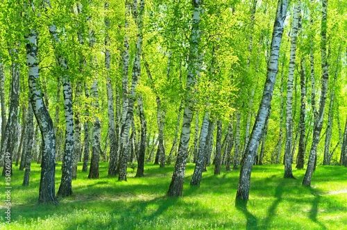 Fototapeta samoprzylepna birch grove on a sunny day