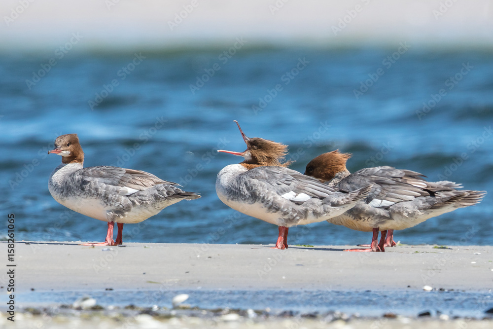 Obraz premium vögel