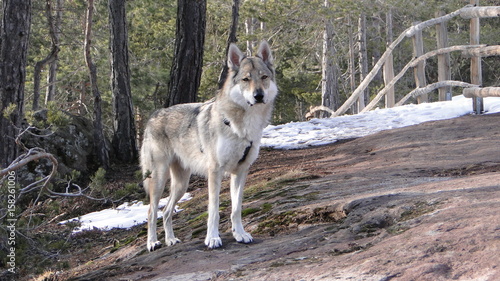 wolf